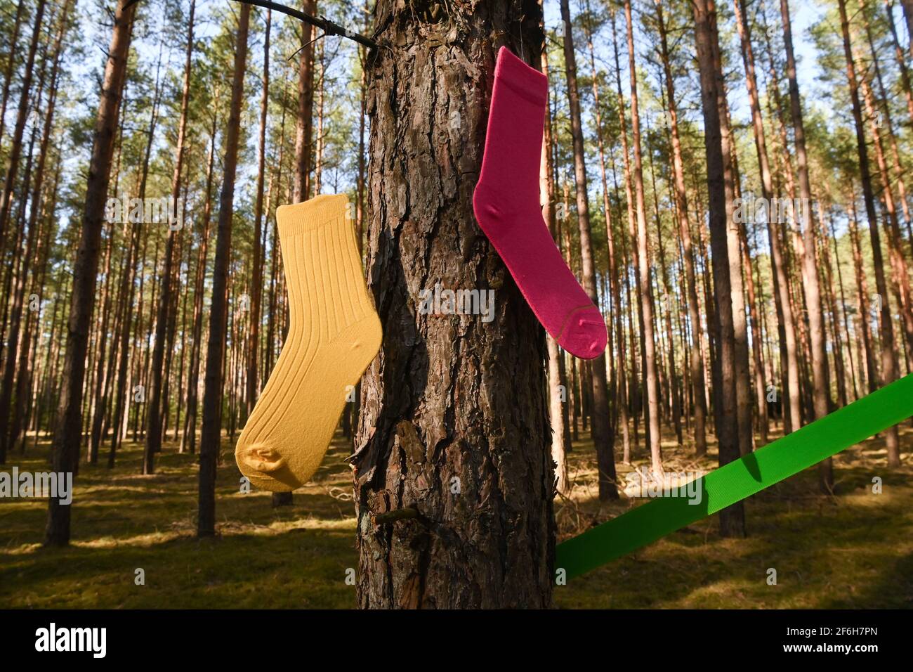 Mirow, Germania. 30 Marzo 2021. Calze colorate appendono tra gli alberi al  lancio della nuova etichetta calza sostenibile Cheerio in una foresta  vicino Mirow nel distretto del lago di Mecklenburg. L'imprenditore e