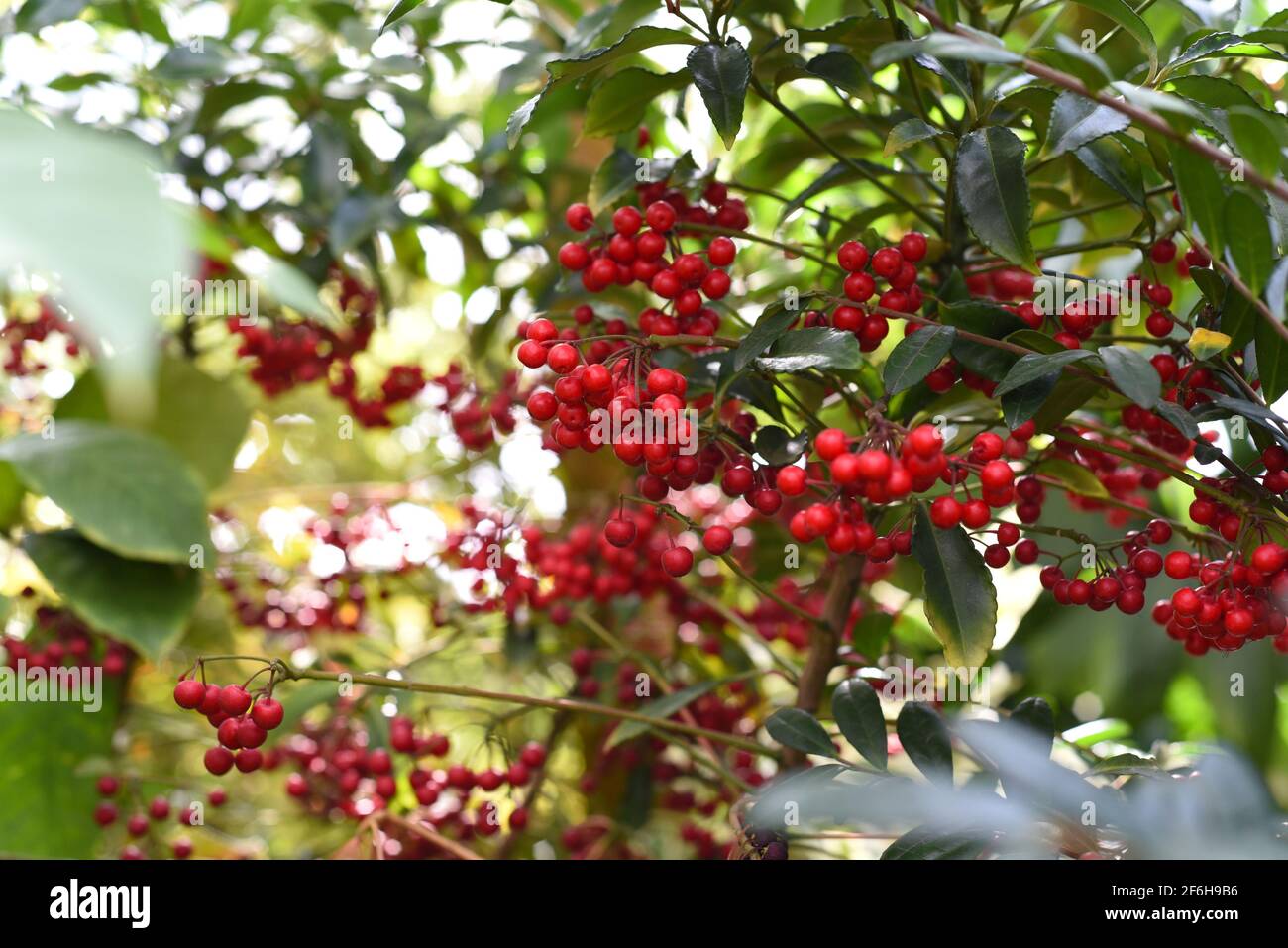 Pianta di fioritura dell'Asia orientale Ardisia crenata Sims Foto Stock