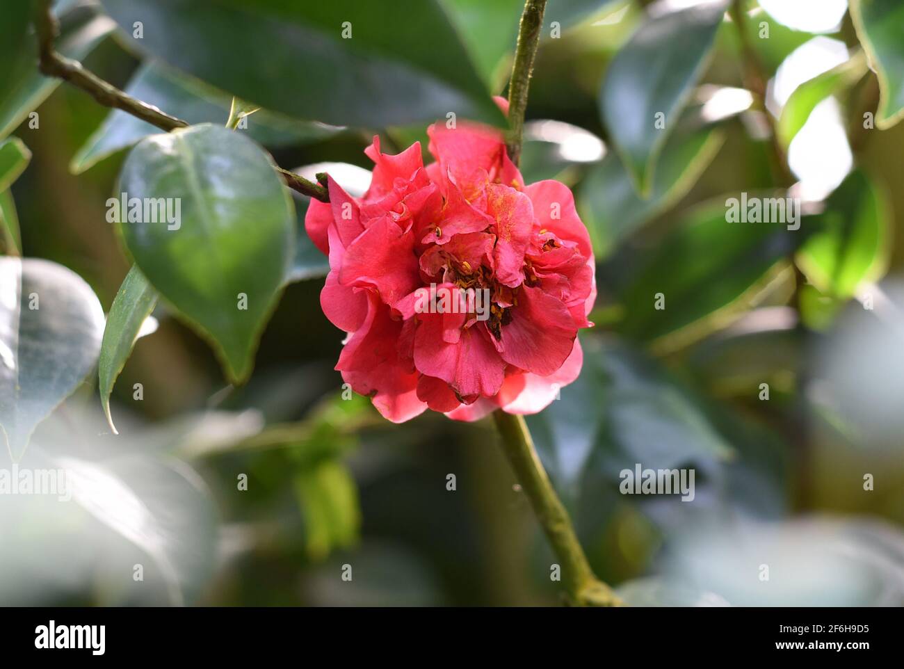 Camellia japonica fiore che cresce su un arbusto Foto Stock