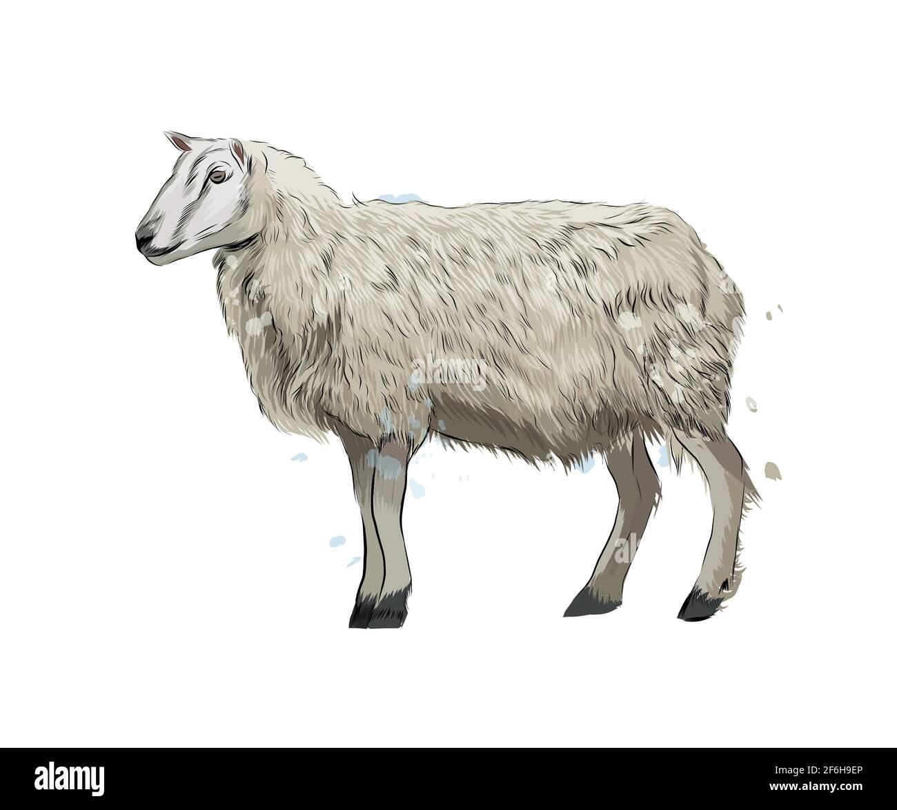 Pecora da una spruzzata di acquerello, disegno colorato, realistico. Illustrazione vettoriale delle vernici Illustrazione Vettoriale