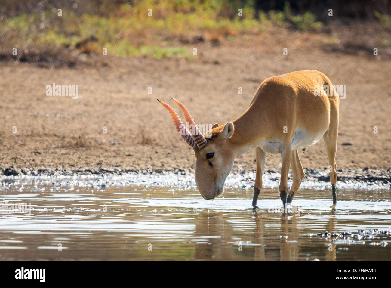 Saiga maschio selvatico antilope o Saiga tatarica in steppa. Riserva naturale federale Mekletinskii, Kalmykia, Russia. Foto Stock