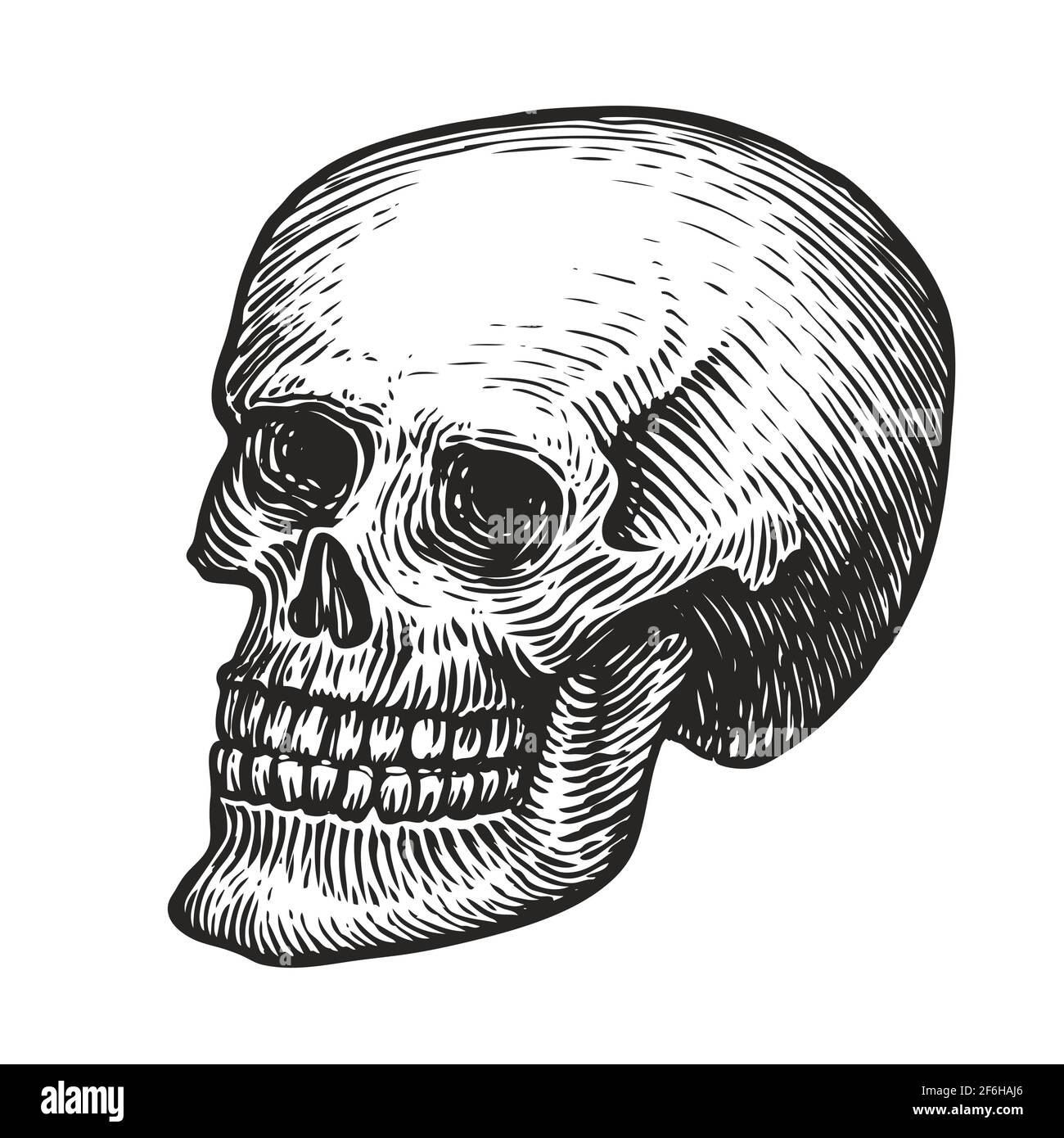 Cranio umano con mandibola inferiore. Illustrazione vettoriale disegnata a mano in stile di incisione vintage Illustrazione Vettoriale