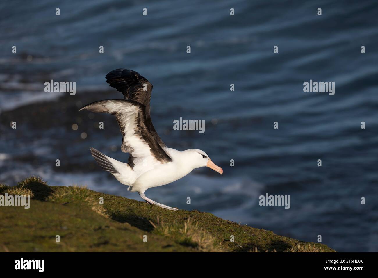 Albatross bruno nero; Thalassarche melanophris; decollo; Isole Falkland Foto Stock
