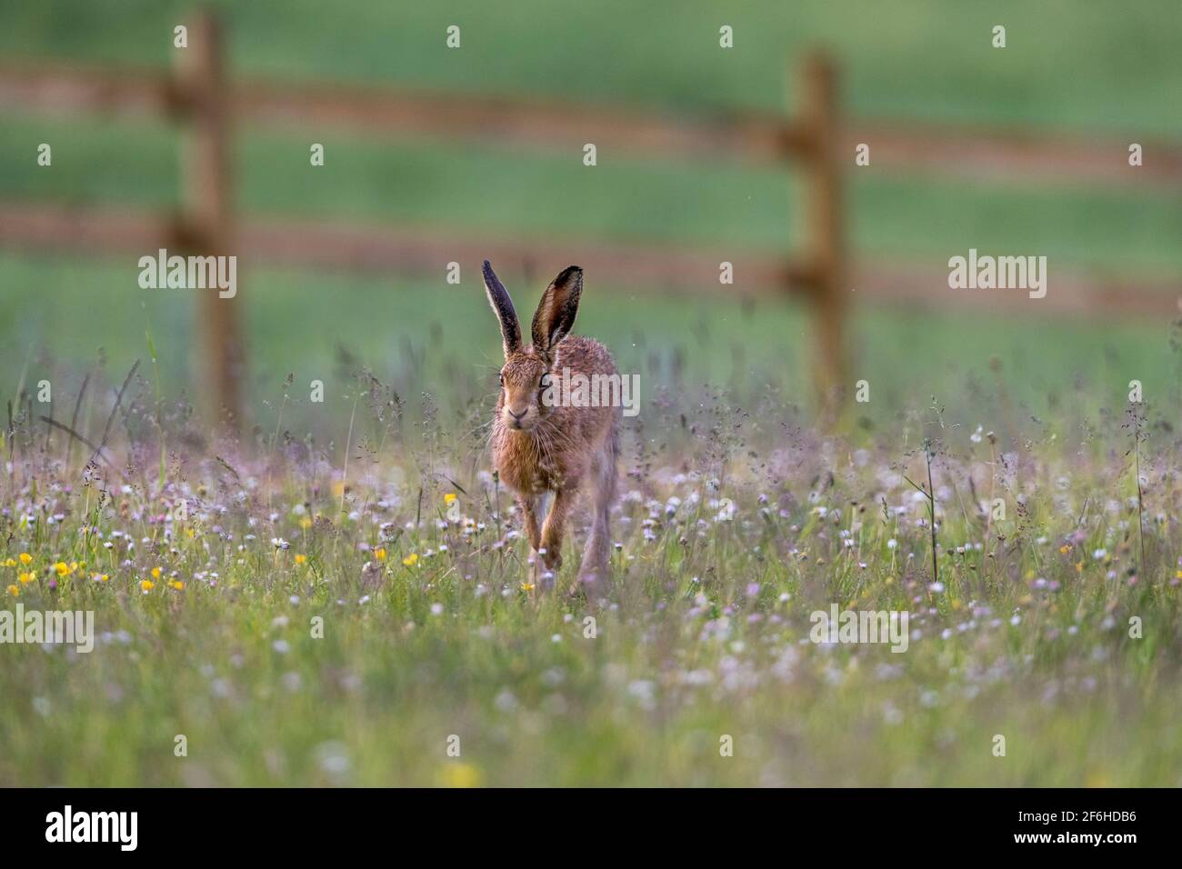 Marrone; lepre Lepus europaeus; Regno Unito Foto Stock