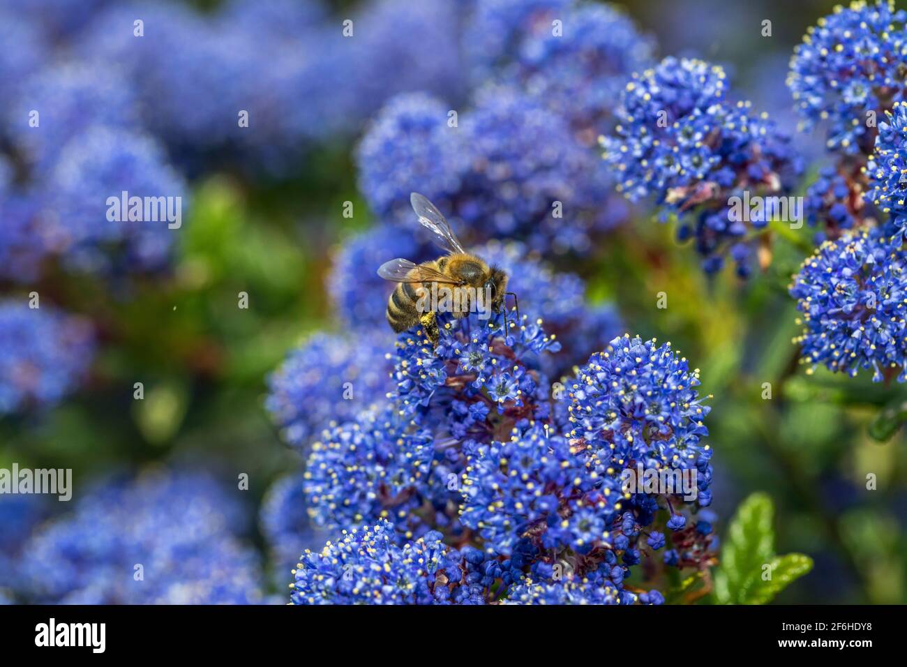 Honey Bee; Apis mellifera; Ceanothus; UK Foto Stock