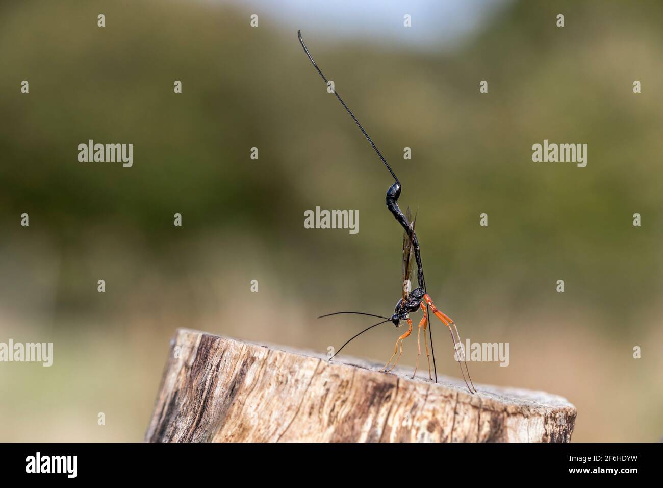 Ichneumon Wasp; Ephialtes manifestator; Female; deposizione delle uova; UK Foto Stock