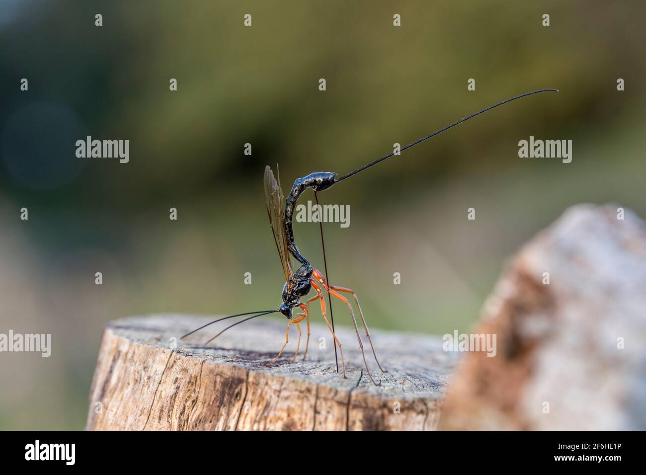 Ichneumon Wasp; Ephialtes manifestator; Female; deposizione delle uova; UK Foto Stock