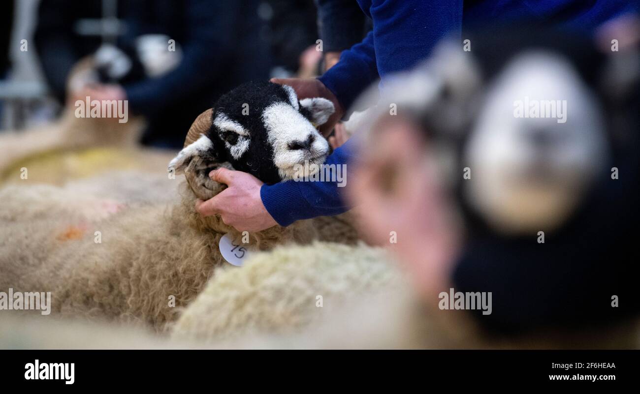Giudicare le pecore Swaledale di una donna in-agnello vendita, Cumbria, Regno Unito. Foto Stock