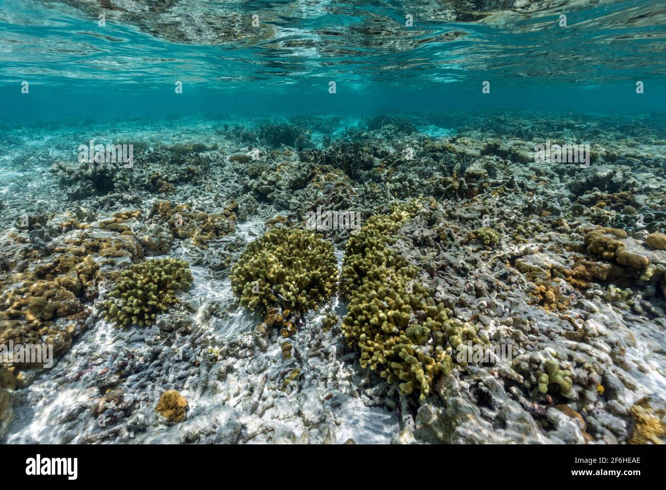 Corallo; fondale marino; Maldive Foto Stock