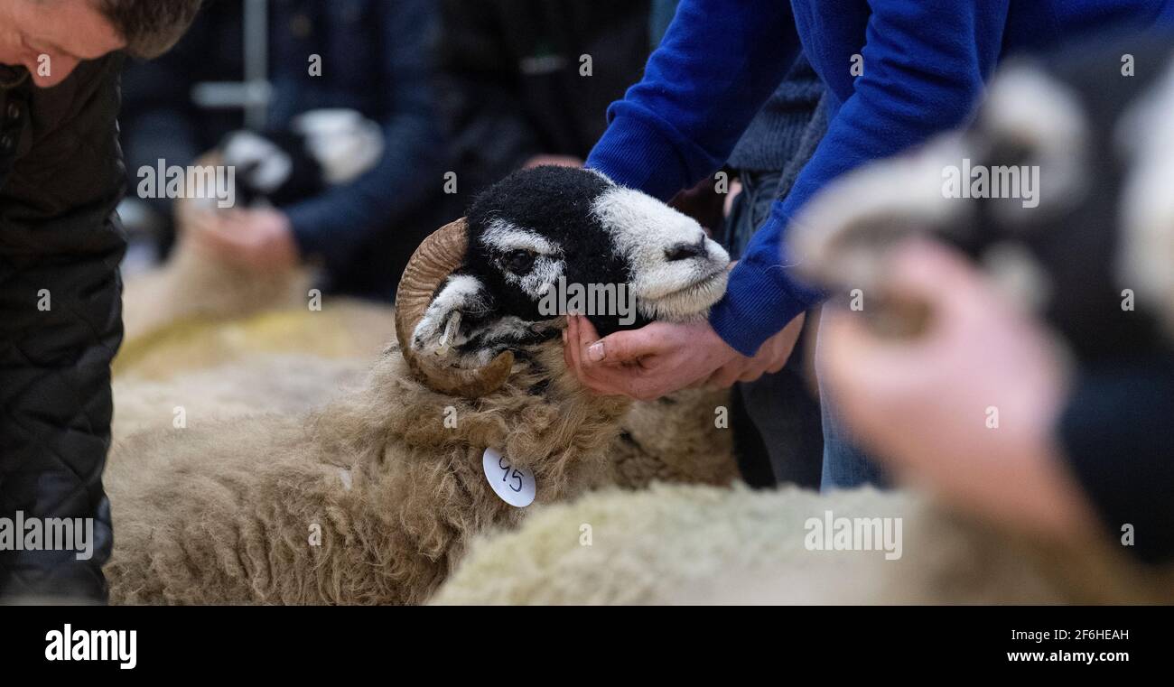 Giudicare le pecore Swaledale di una donna in-agnello vendita, Cumbria, Regno Unito. Foto Stock