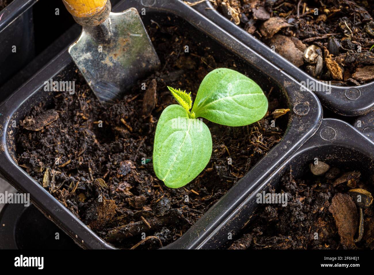 pala da giardino in una pentola con terreno in vaso e piantine di cetrioli, allo stadio di foglie in un cotiledone Foto Stock