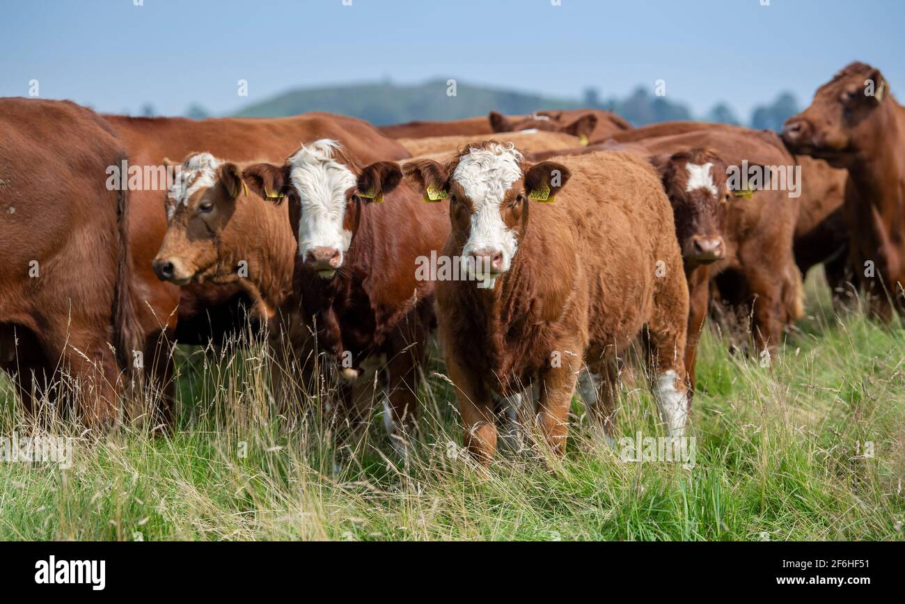 Mandria di bestiame Luing con i loro vitelli sired simmintal a piedi nel distretto inglese del lago, Cumbria, Regno Unito. Foto Stock