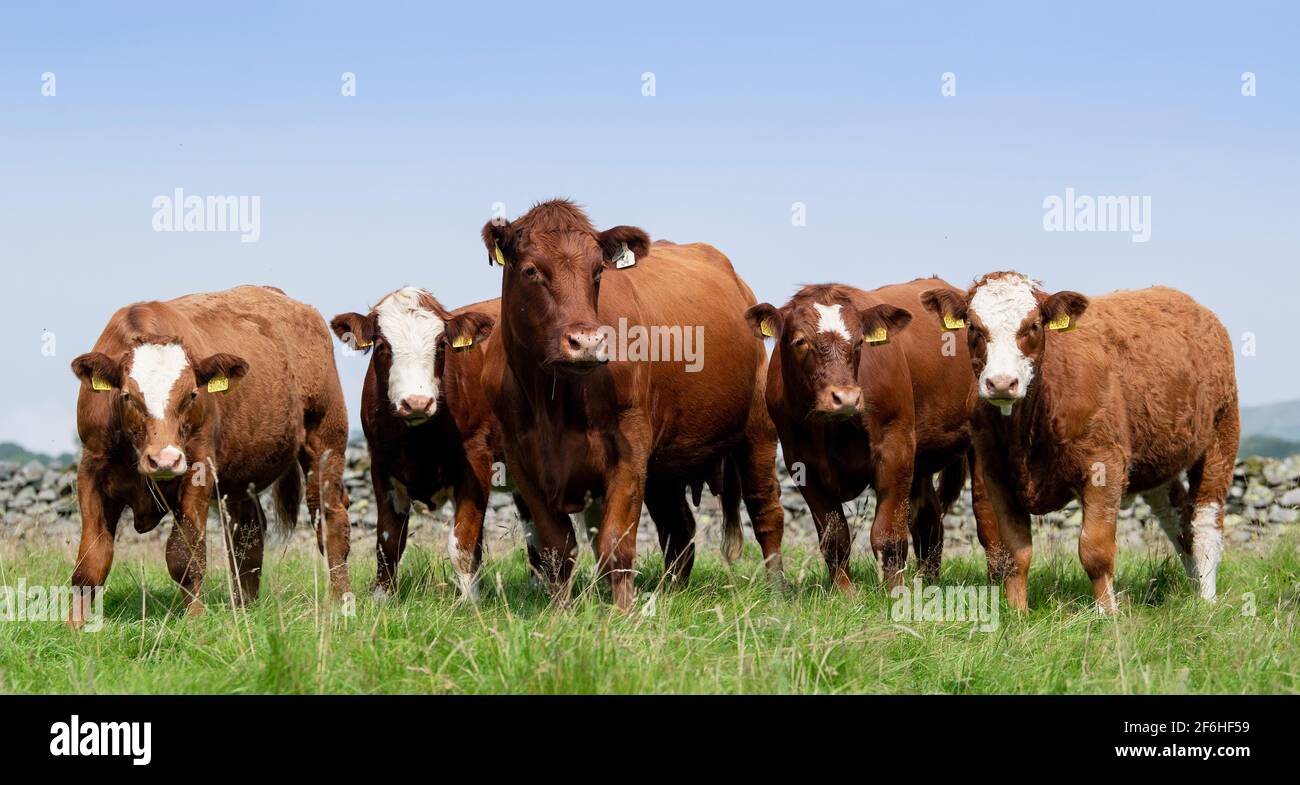 Mandria di bestiame Luing con i loro vitelli sired simmintal a piedi nel distretto inglese del lago, Cumbria, Regno Unito. Foto Stock