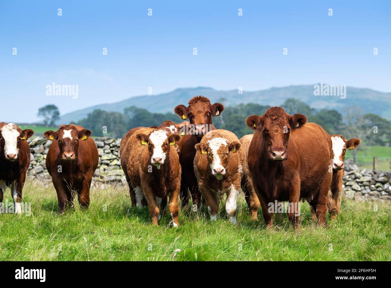 Mandria di bestiame Luing con i loro vitelli sired simmintal a piedi nel distretto inglese del lago, Cumbria, Regno Unito. Foto Stock