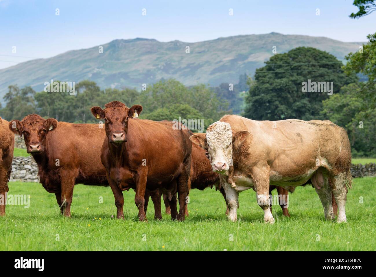 Mandria di bestiame Luing che corre con un toro Simmental nel Distretto dei Laghi inglesi, Cumbria, Regno Unito. Foto Stock