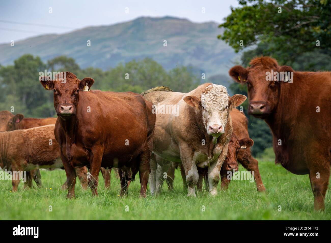 Mandria di bestiame Luing che corre con un toro Simmental nel Distretto dei Laghi inglesi, Cumbria, Regno Unito. Foto Stock