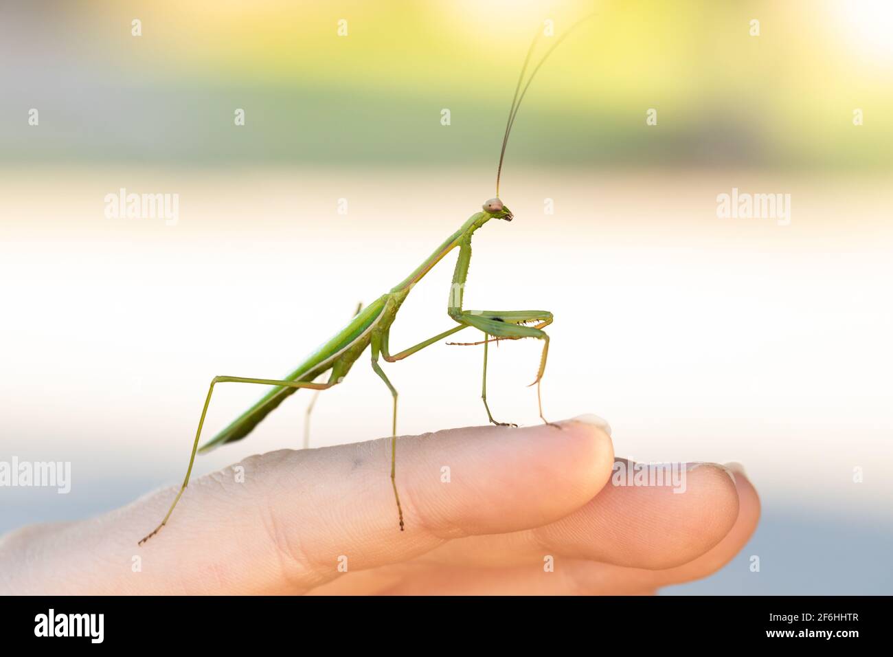 Mantis verde in preghiera seduto su una mano Foto Stock