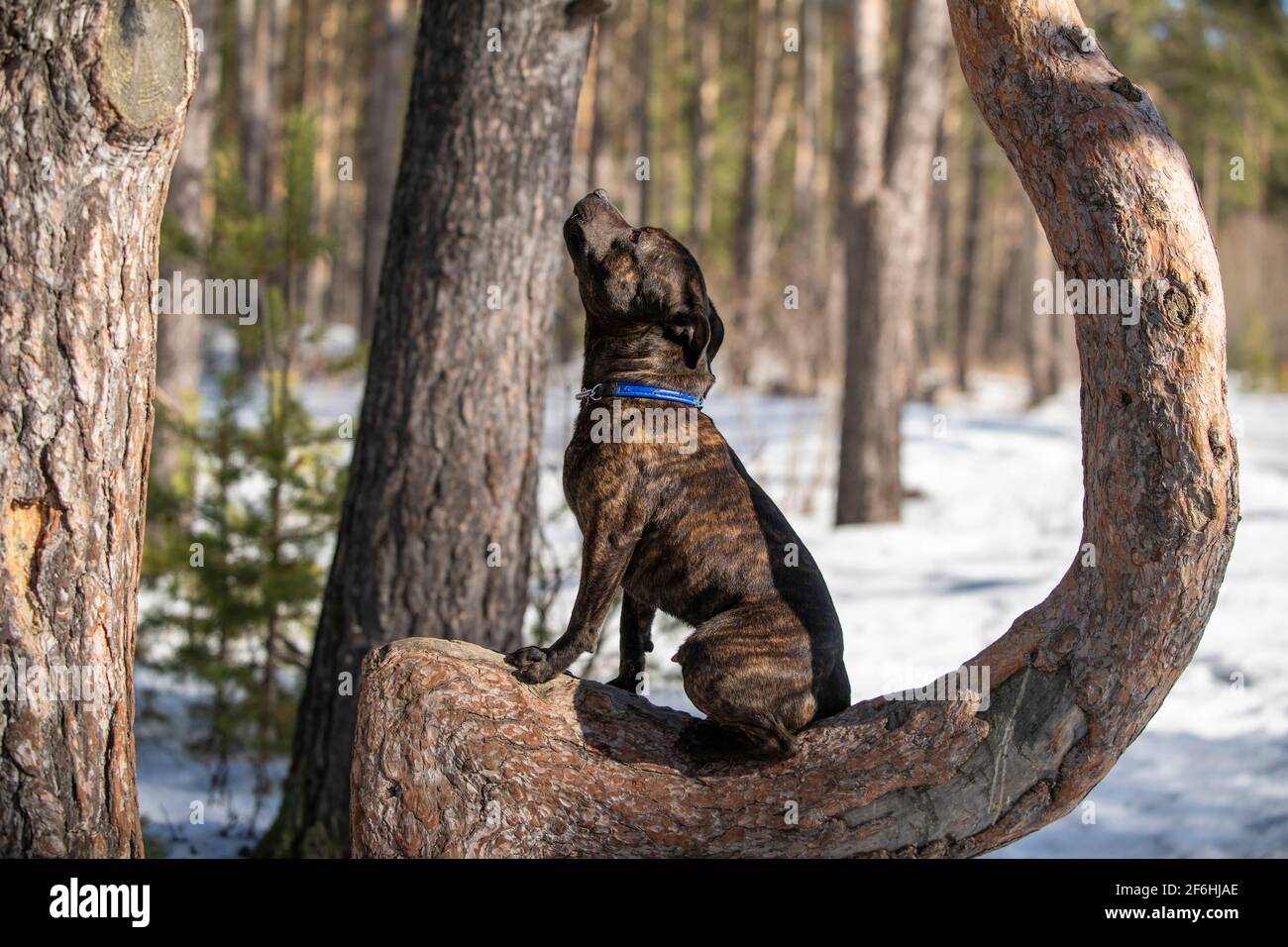 Inverno nella foresta, il cane Staffordshire Bull Terrier è seduto su un albero e guardando il cielo. Foto Stock