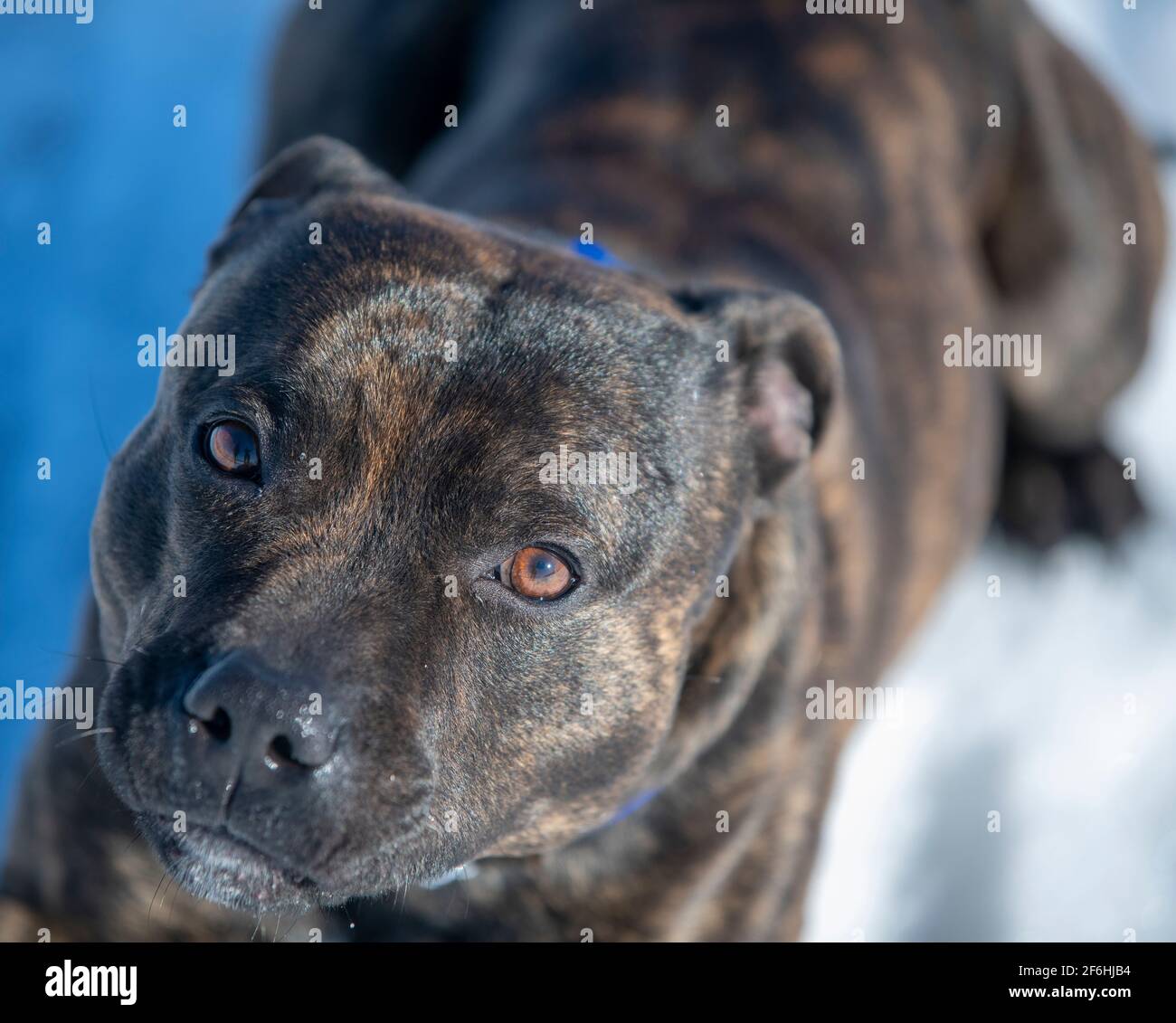 Inverno nella foresta. Cane staffordshire bull terrier giace nella neve e guarda negli occhi. Foto Stock