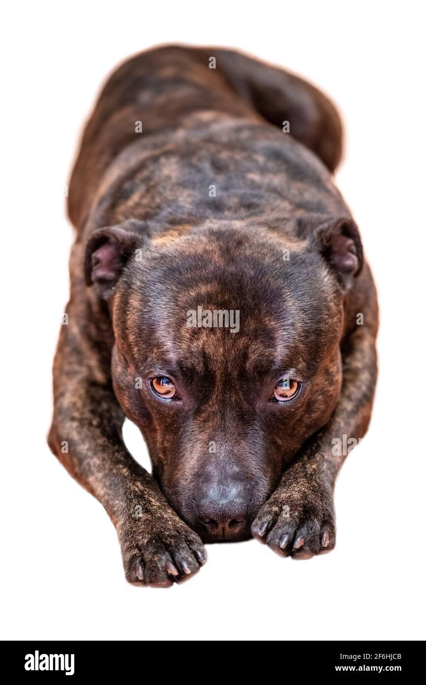Su uno sfondo bianco isolato si trova una testa di cane in avanti razza staffordshire bull terrier Foto Stock