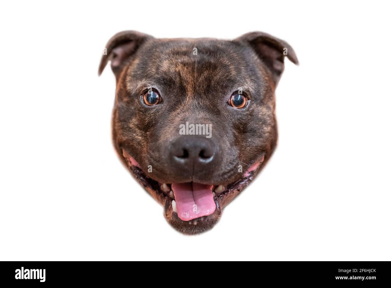 Su uno sfondo bianco isolato la testa di uno staffordshire toro terrier cane Foto Stock