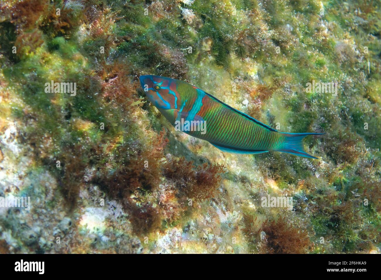 Wrasse maschio ornato (Thalassoma pavo) Foto Stock