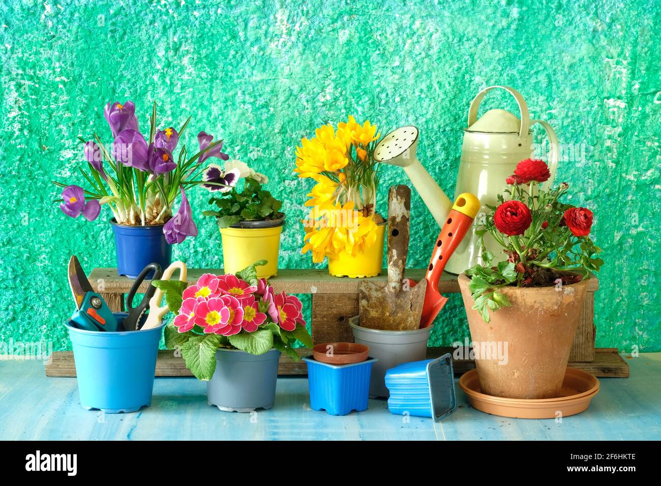 giardinaggio in primavera, fiori giovani e attrezzi da giardino, giardinaggio mock up, buona copia spazio Foto Stock