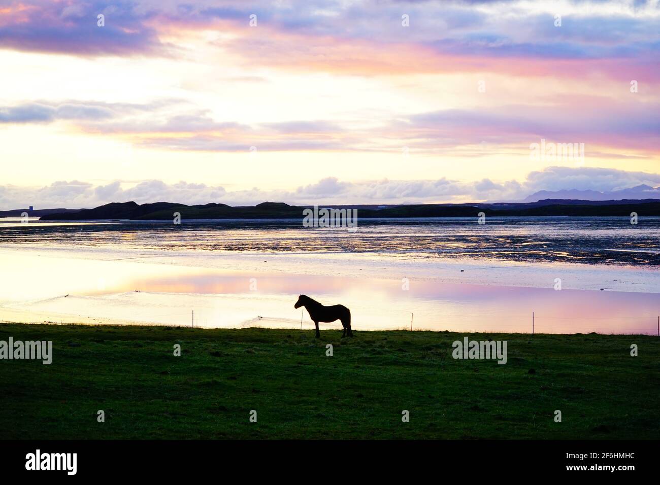 Singolo pony islandese che pascolano al tramonto vicino a un lago In Islanda Foto Stock