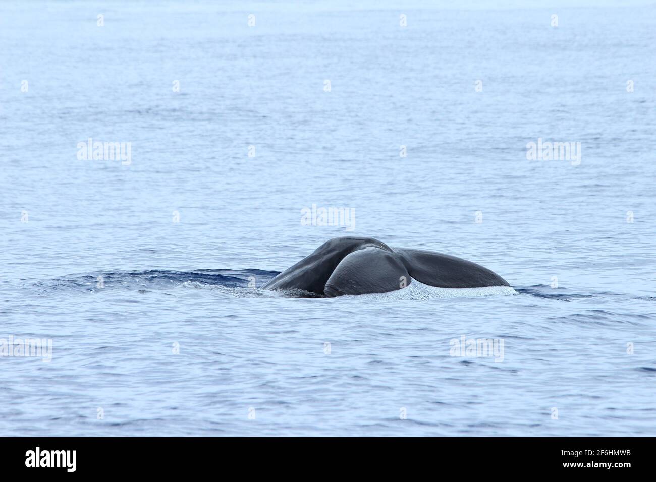 Balena d'immersione nell'ozeo atlantico delle Azzorre (Portogallo) Foto Stock