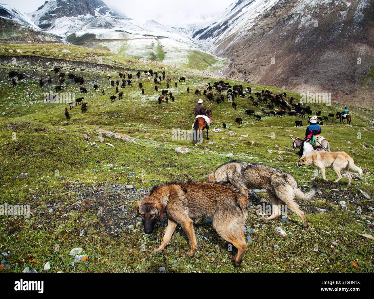 calciatori con cani e gregge in alay montagne Foto Stock