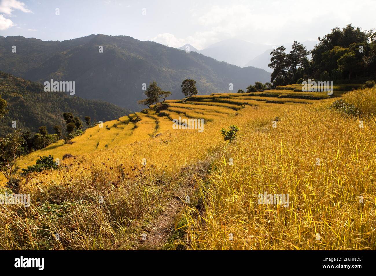Vista del campo di riso dorato terrazzato in Nepal Foto Stock