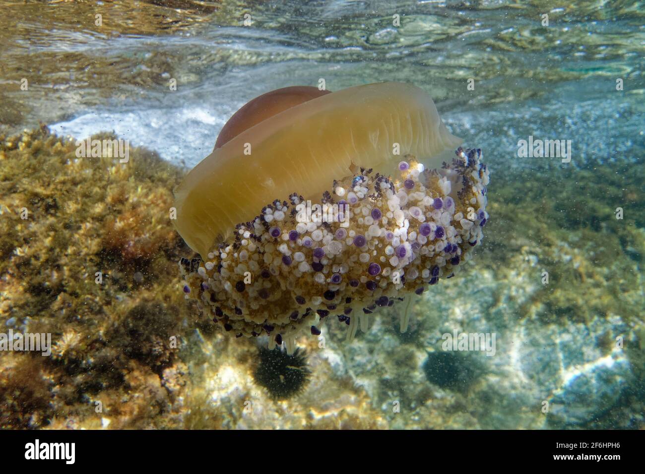 Meduse d'uovo (Cotylorhiza tuberculata) Foto Stock