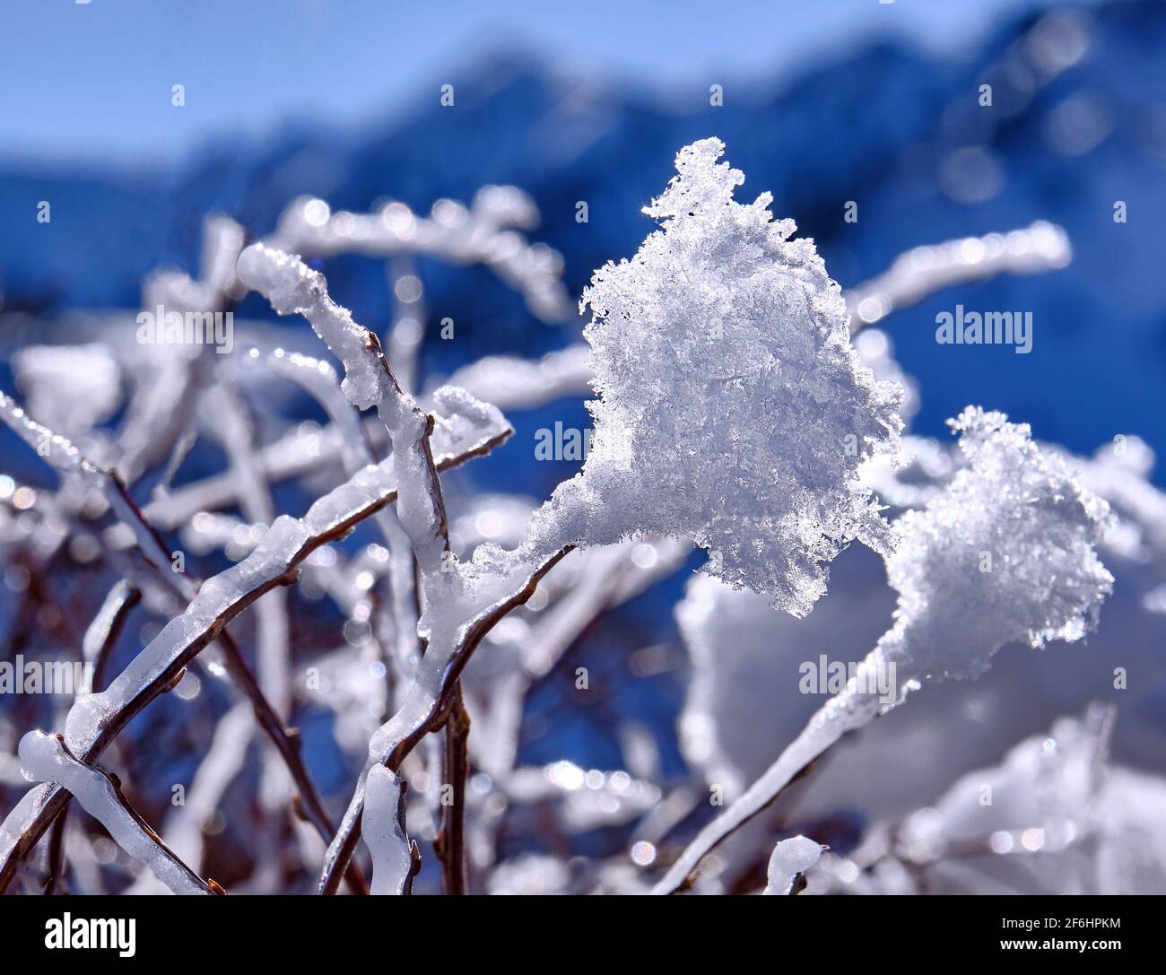 Splendore della natura in forme inattese e insolite: Brina bianca mattutina e ghiaccio sui rami cespuglio delle montagne all'alba nel mare d'inverno Foto Stock