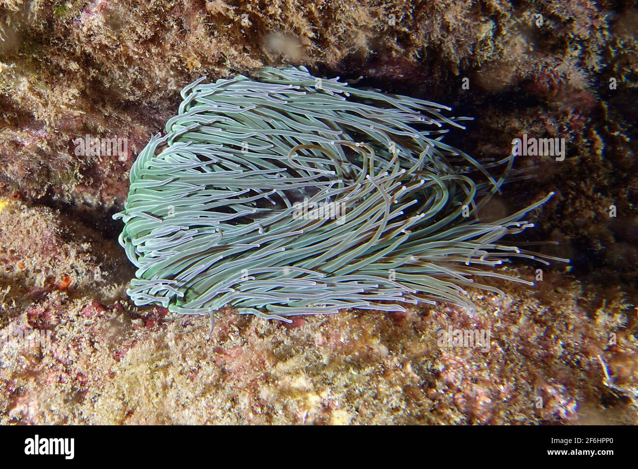 Snakelocks anemone (Anemonia viridis) Foto Stock