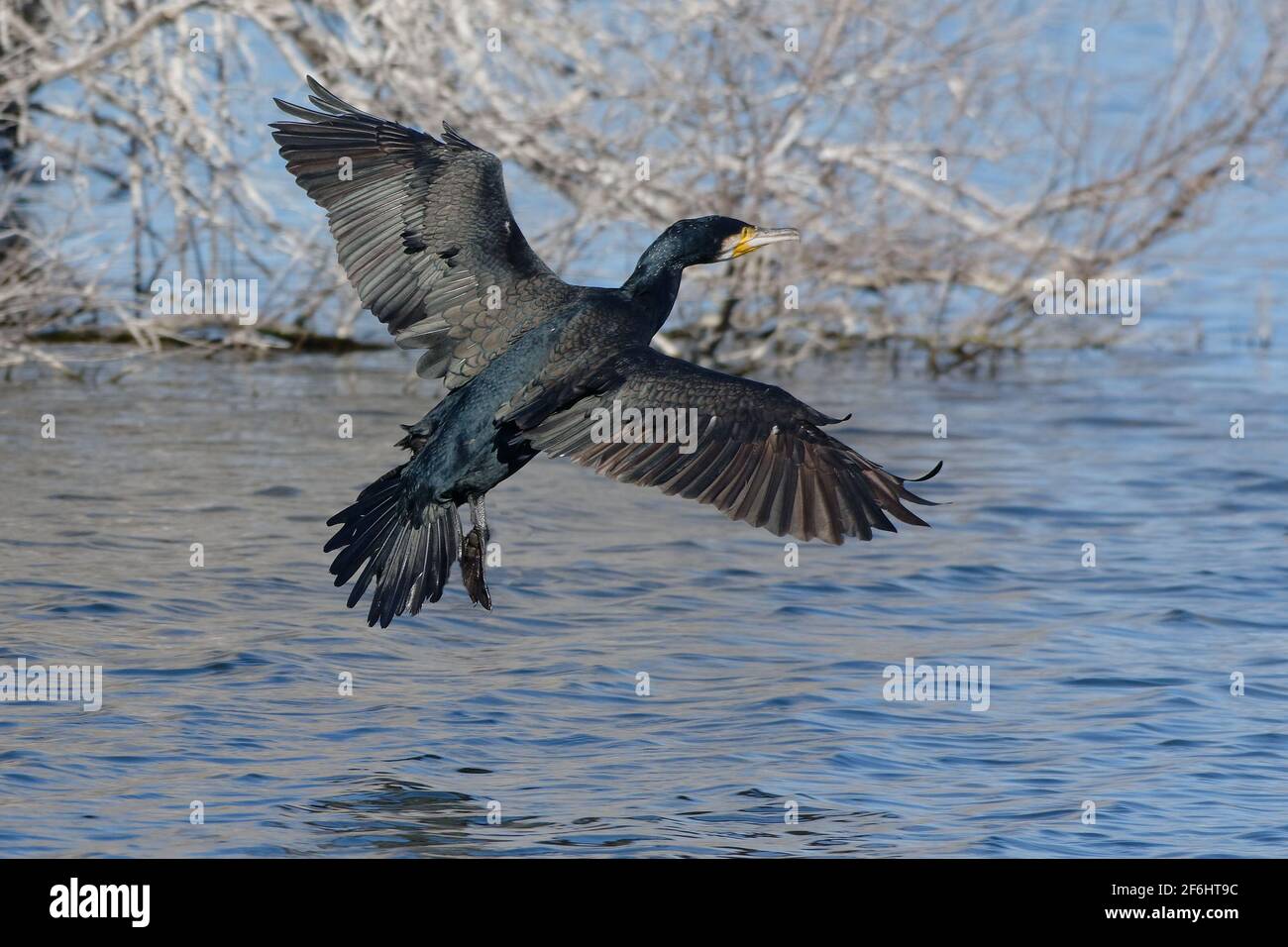 Cormorano (Phalacrocorax carbo) Foto Stock