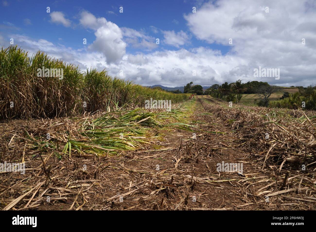Reunion, Sainte-Suzanne, 2020/09/29: Campo di canna da zucchero vicino al sito della caduta del Niagara. Foto Stock