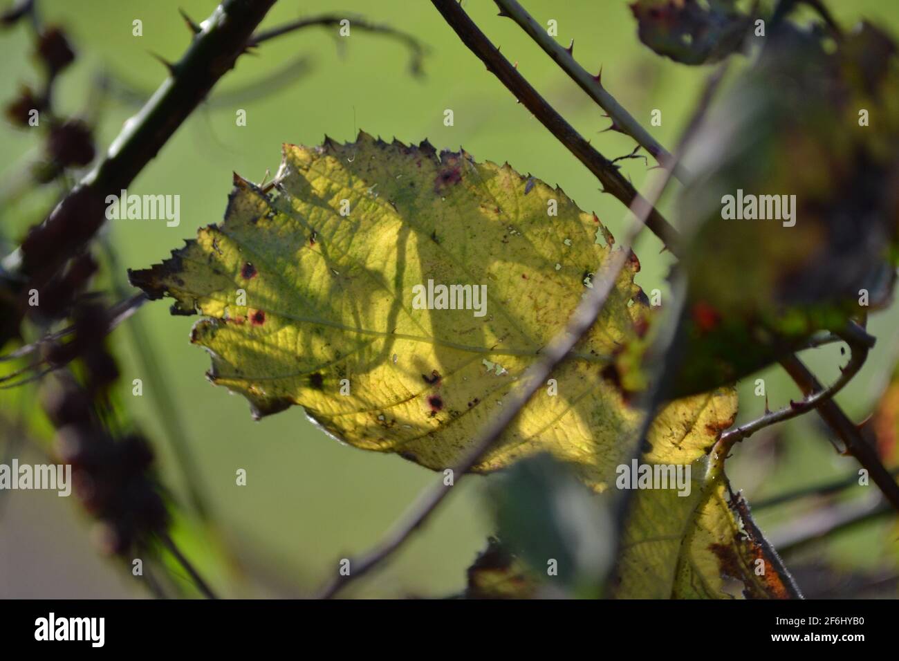 Foglia d'autunno nel giardino posteriore - tra rami - giorno di sole - assegnazione - natura - cambiamenti di stagione - Nord Yorkshire - UK Foto Stock