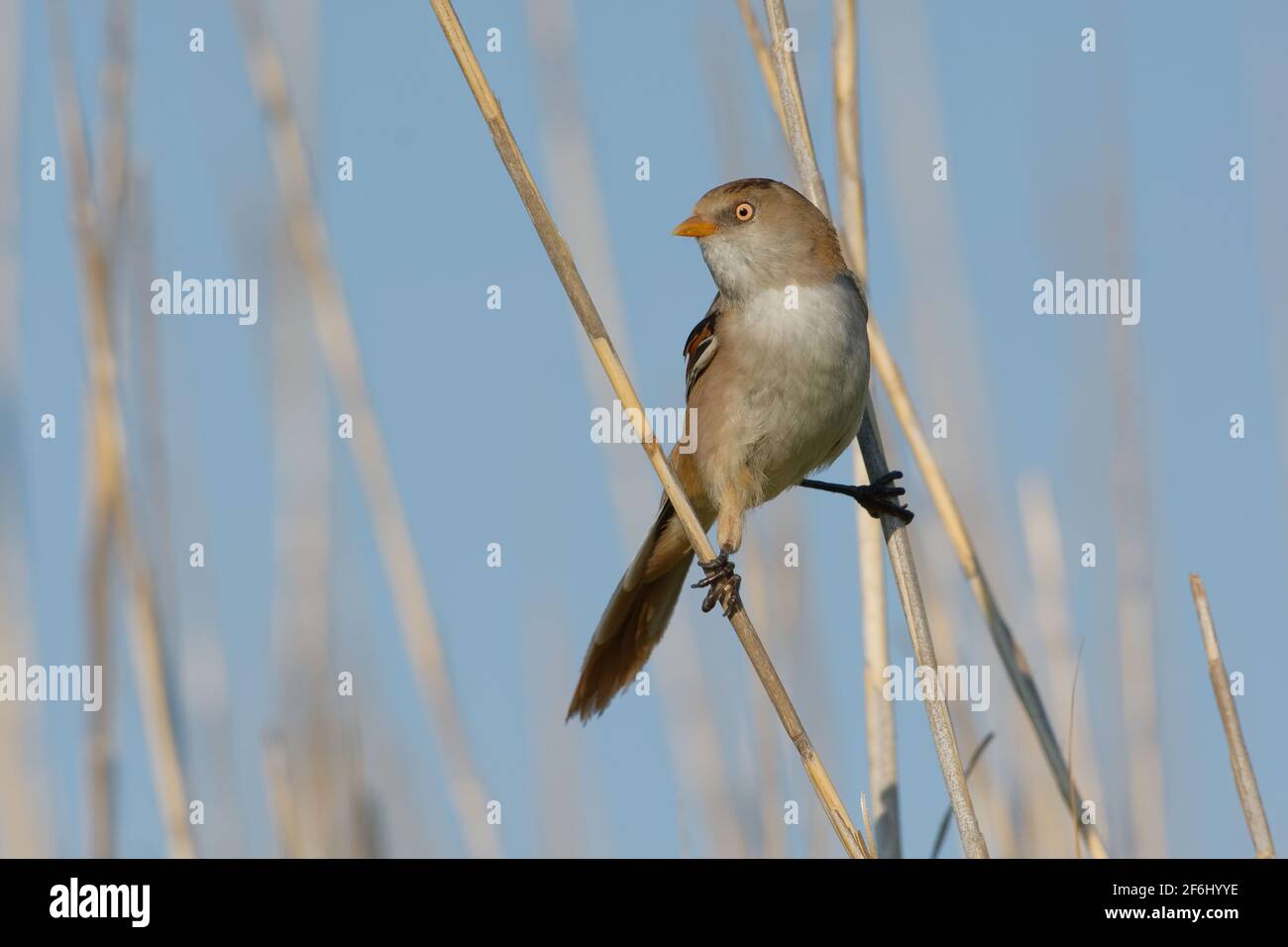 Barbuto Reedling (Panurus biarmicus) Foto Stock