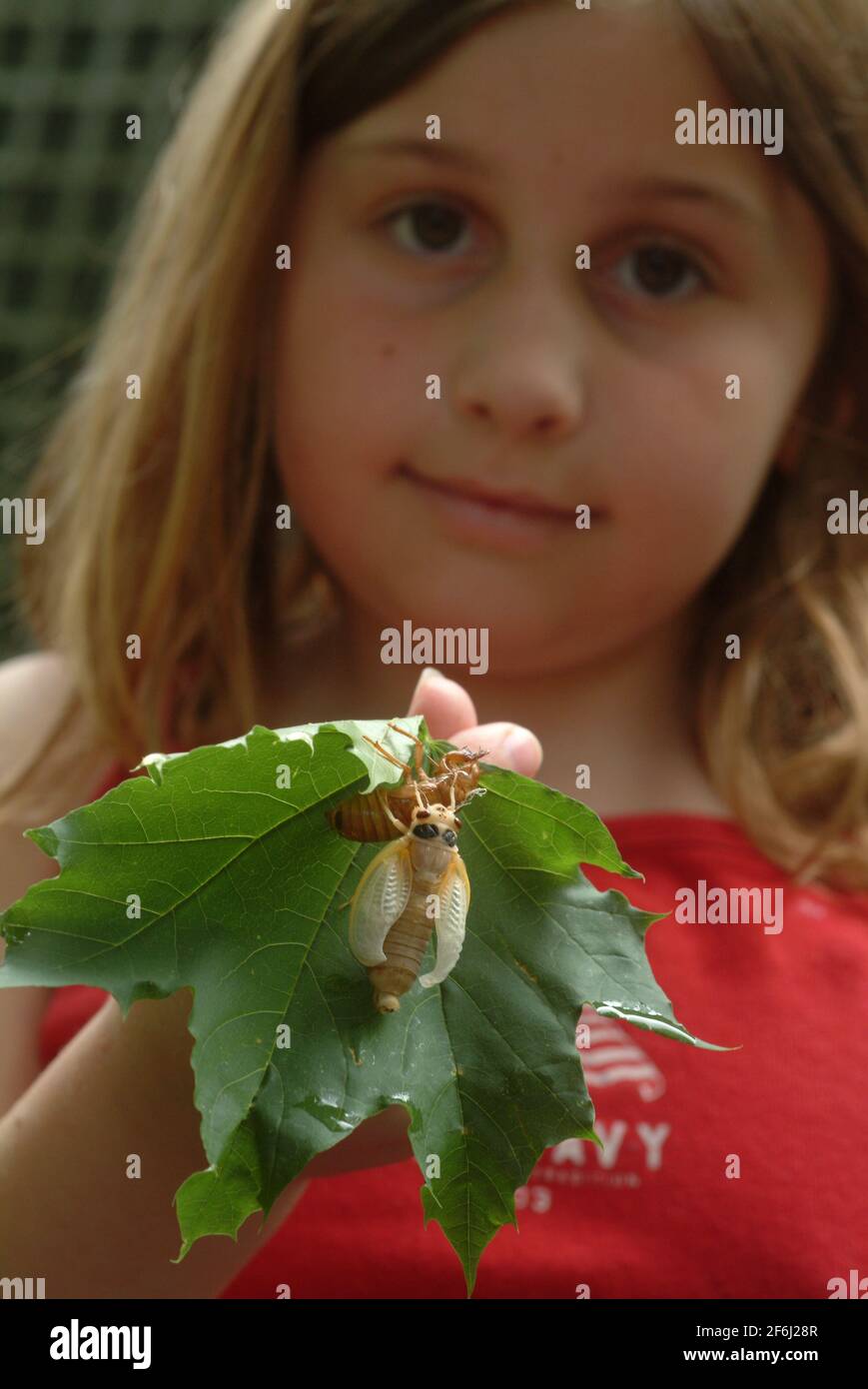 USA Maryland Insect Cicada cicadas Cicadoidea Brood X 17 anni cicada emerge dal suolo per riprodursi Foto Stock