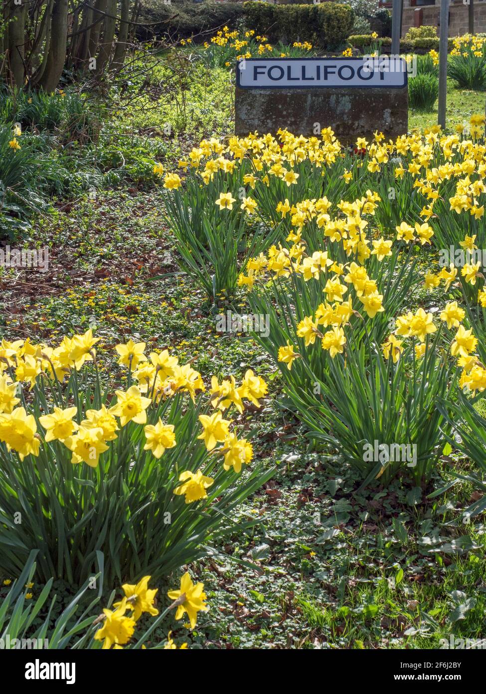 Narcisi sulla strada al cartello del villaggio che entra a Follifoot Vicino a Harrogate North Yorkshire England Foto Stock