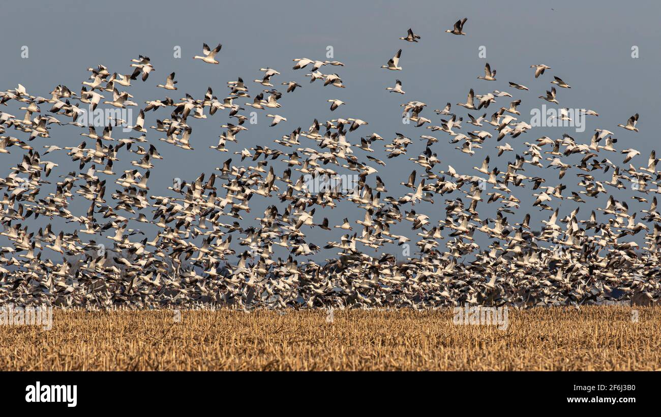 Migliaia di oche nevi migranti ( Chen caerulescens ) volano fuori da Bourget, Ontario, Canada Foto Stock