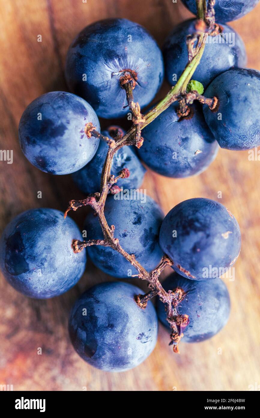 Una macro shot di moscato uva (Vitis rotundifolia) rivela il frutto di violaceo-pelle nera e la vite è serrata la corteccia e presenta verrucosa germogli. Foto Stock