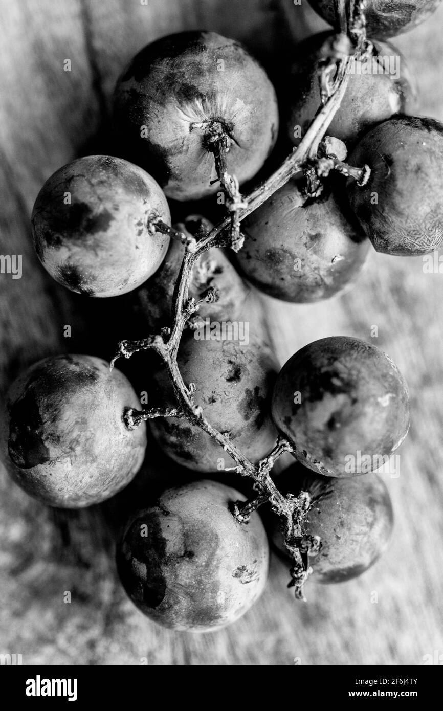 Una macro shot di moscato uva (Vitis rotundifolia) rivela il frutto di violaceo-pelle nera e la vite è serrata la corteccia e presenta verrucosa germogli. Foto Stock