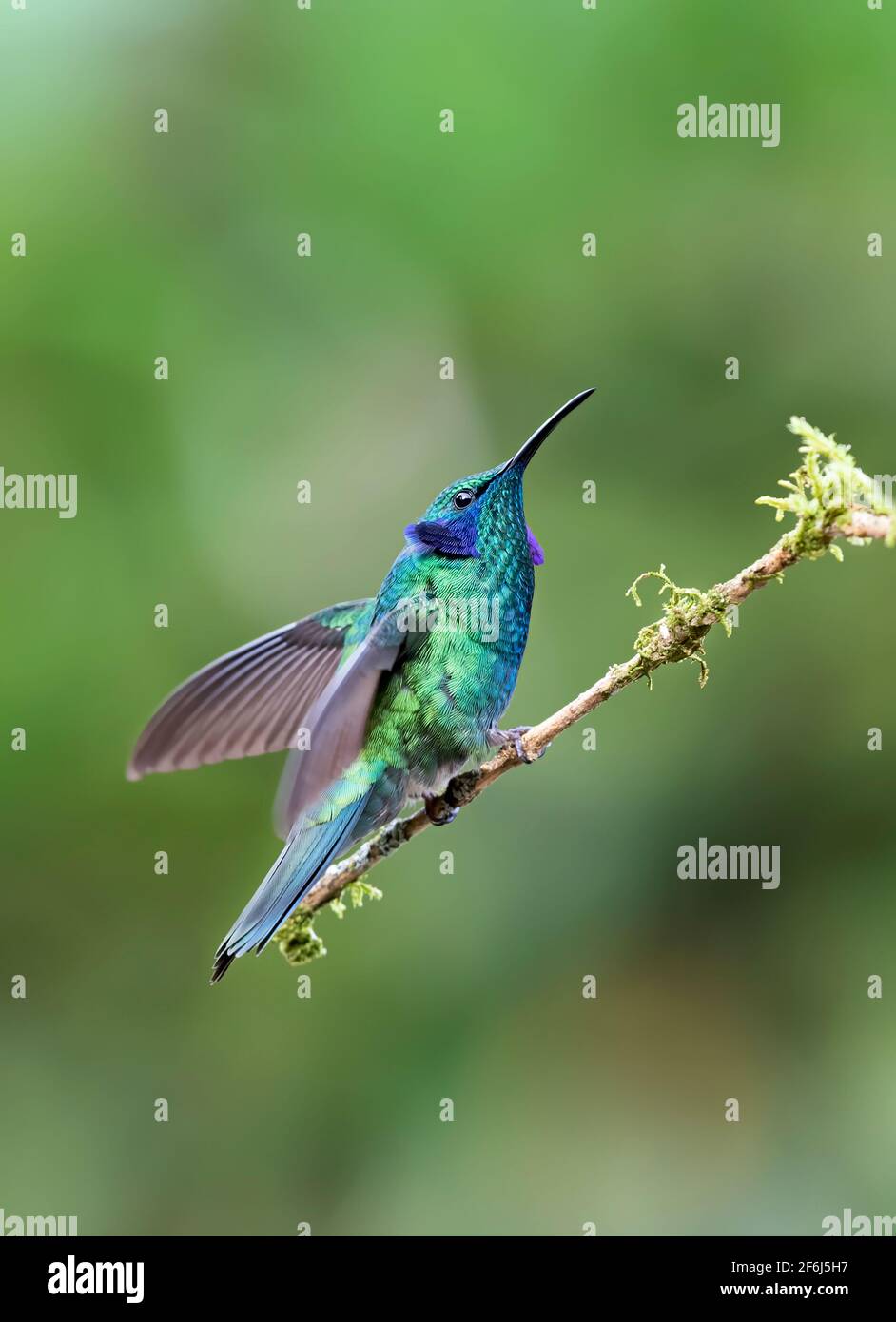 Violetear verde o colibrì viola messicano (Colibri thalassinus) arroccato su un ramo muschiato in Costa Rica Foto Stock