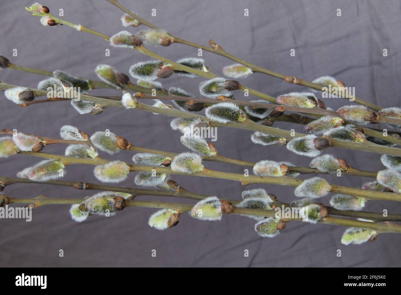 Fioriture soffici fresche soffici e delicate sui rami di catkin all'interno fondo di tessuto grigio dalla foresta all'inizio della stagione primaverile In Lituania Foto Stock