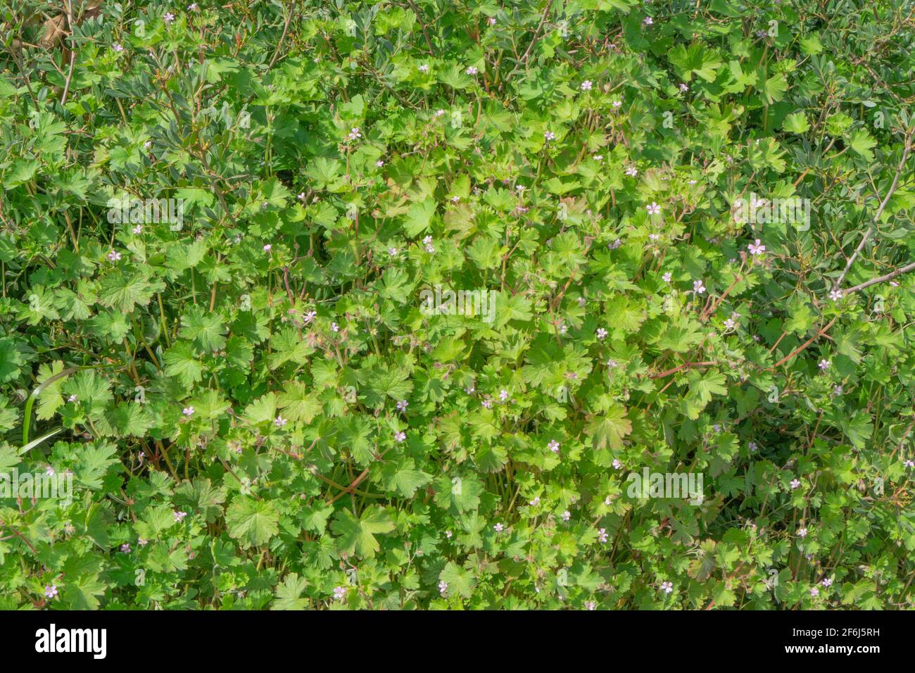 Geranio rotundifolium, Geraniaceae Foto Stock