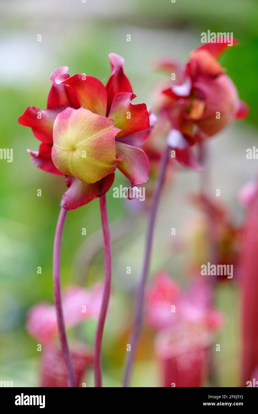 Pitcherplant viola, Saddle Flower (Sarracenia purpurpurea) - Pitcher pianta in fiore Foto Stock