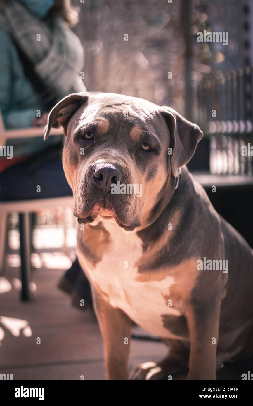 Un pitbull americano prendere il sole Foto Stock