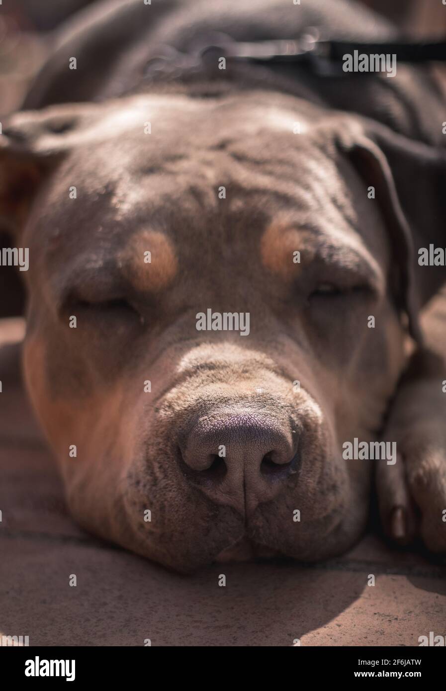 Un pitbull americano prendere il sole Foto Stock