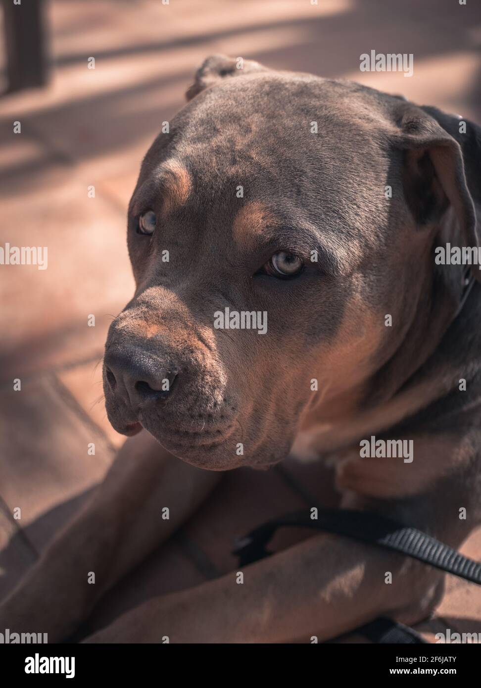 Un pitbull americano prendere il sole Foto Stock